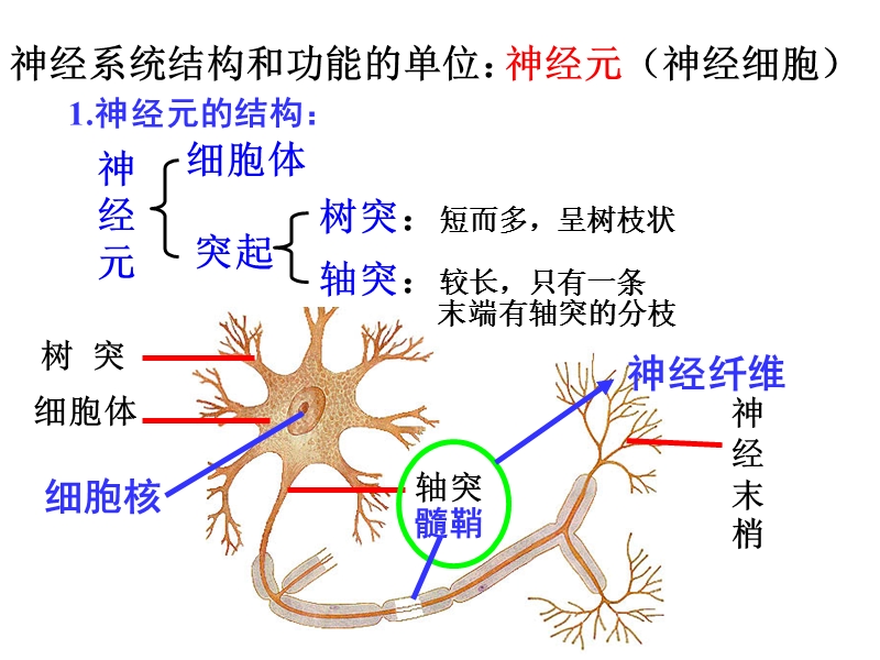 《通过神经系统的调节》.ppt_第3页