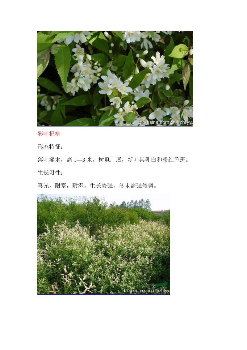 花镜植物集合，丰富你的视觉(二).doc_第2页