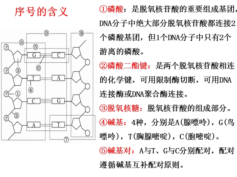 dna分子的结构复制.ppt_第3页