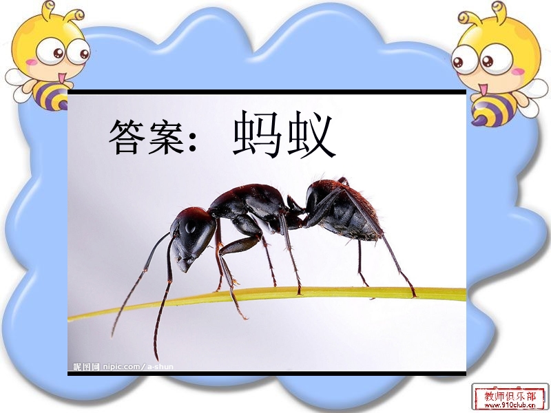 我们周围的动物.ppt_第3页