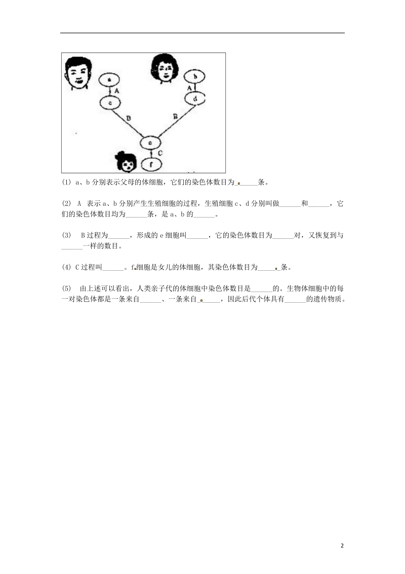 河南省永城市八年级生物下册 7.2.2《基因在亲子代间的传递》综合训练（无答案）（新版）新人教版.doc_第2页