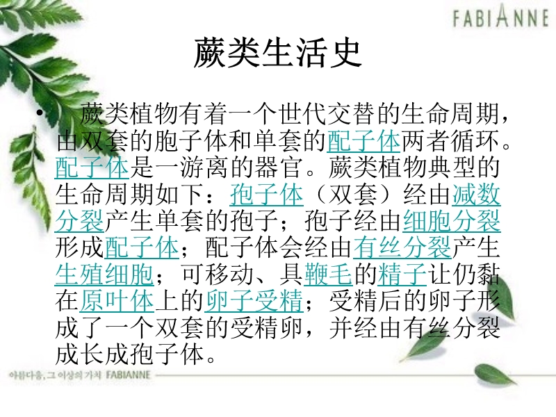 蕨类植物.ppt_第3页