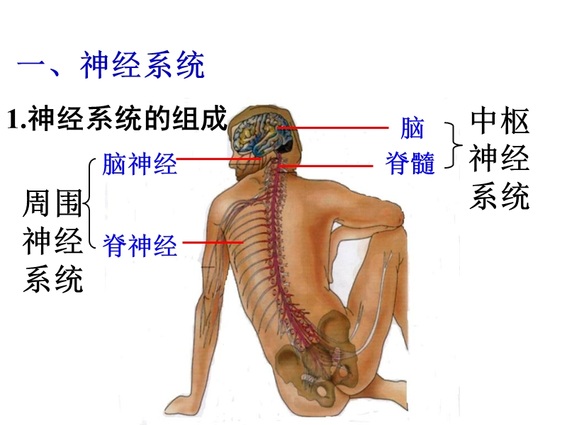 2.1通过神经系统的调节.ppt_第2页