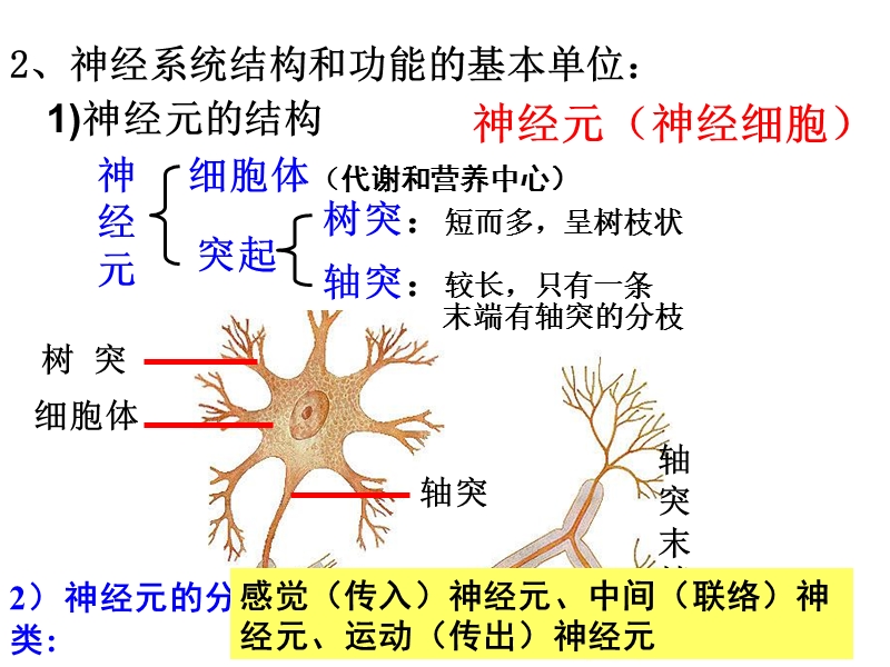 2.1通过神经系统的调节.ppt_第3页