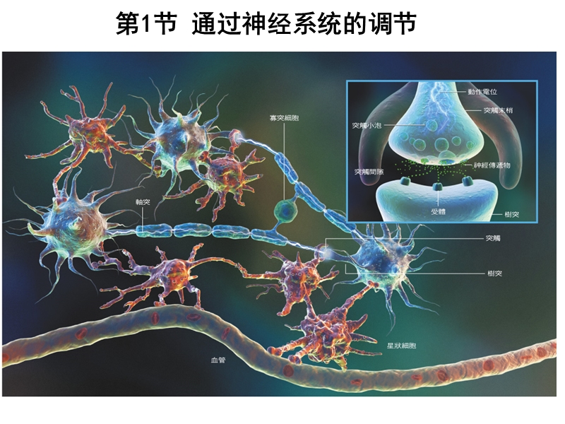 2.1 通过神经系统的调节 - 副本.ppt_第2页