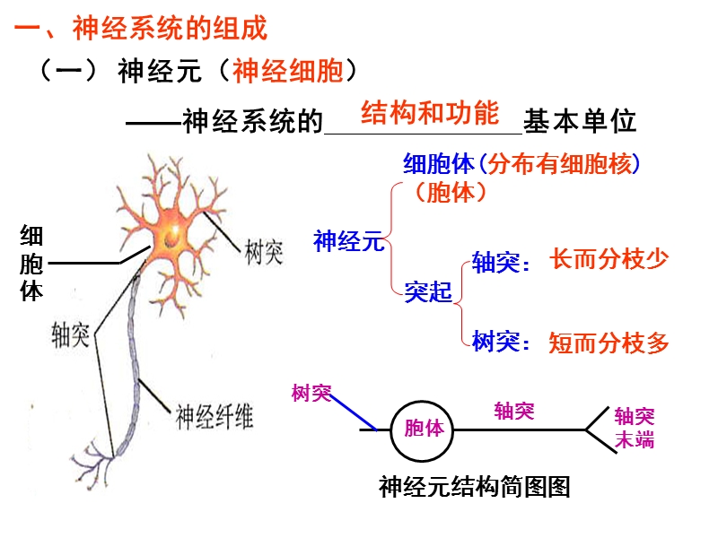 2.1 通过神经系统的调节 - 副本.ppt_第3页