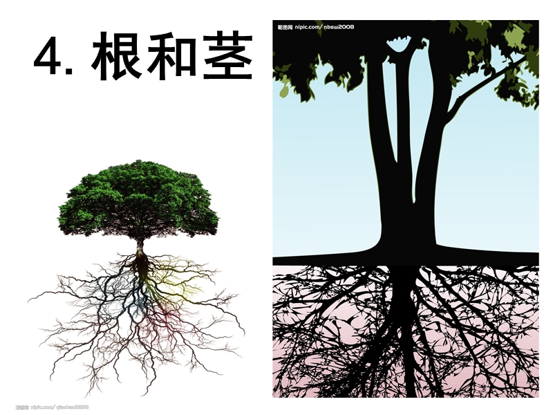 冀教版五年级上册科学《第4课根和茎》课件 p49.ppt_第1页