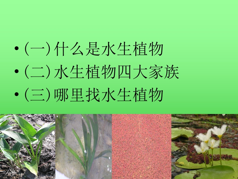 1.4水生植物.ppt_第2页