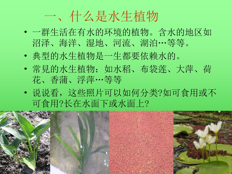 1.4水生植物.ppt_第3页