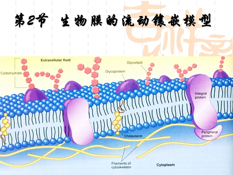 4.2生物膜的流动镶嵌模型.ppt_第1页