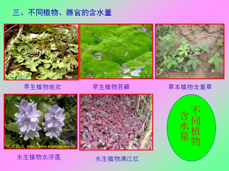 2(水分代谢).ppt_第3页