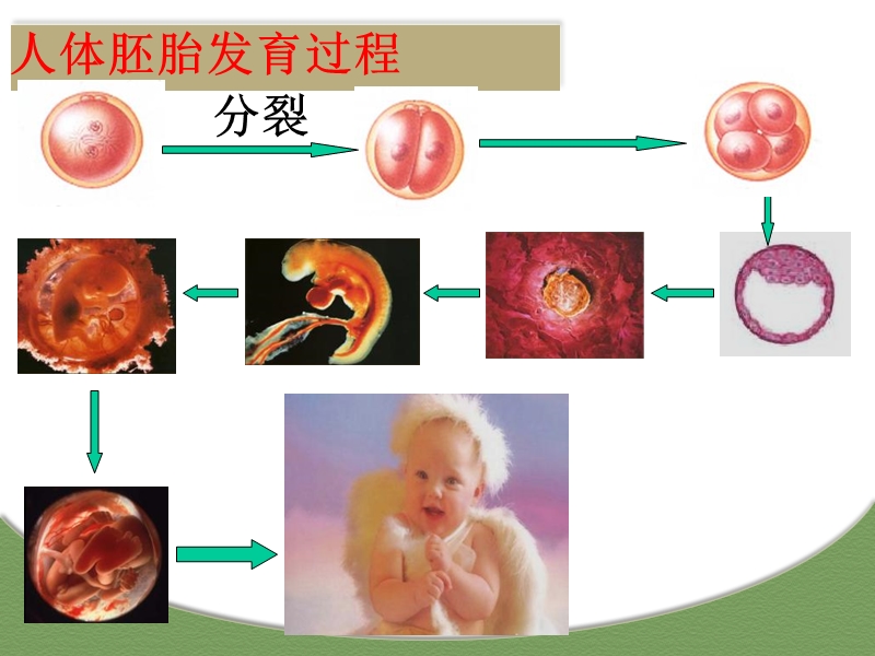 细胞的分化、衰老、凋亡和癌变 细胞的生命历程 吕九娣.ppt_第3页