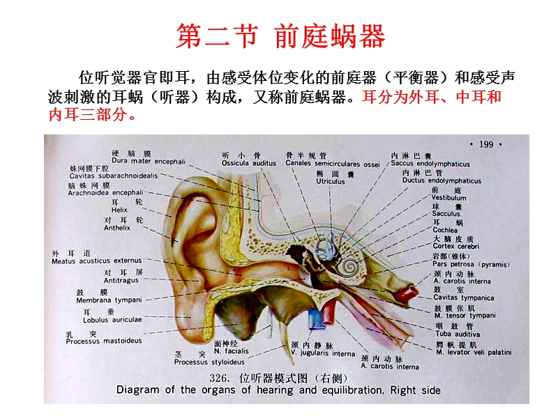 第二节前庭蜗器位听觉器官即耳 经典.ppt_第1页