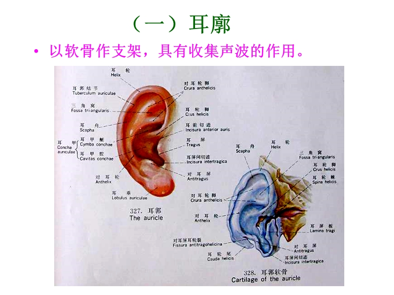 第二节前庭蜗器位听觉器官即耳 经典.ppt_第3页