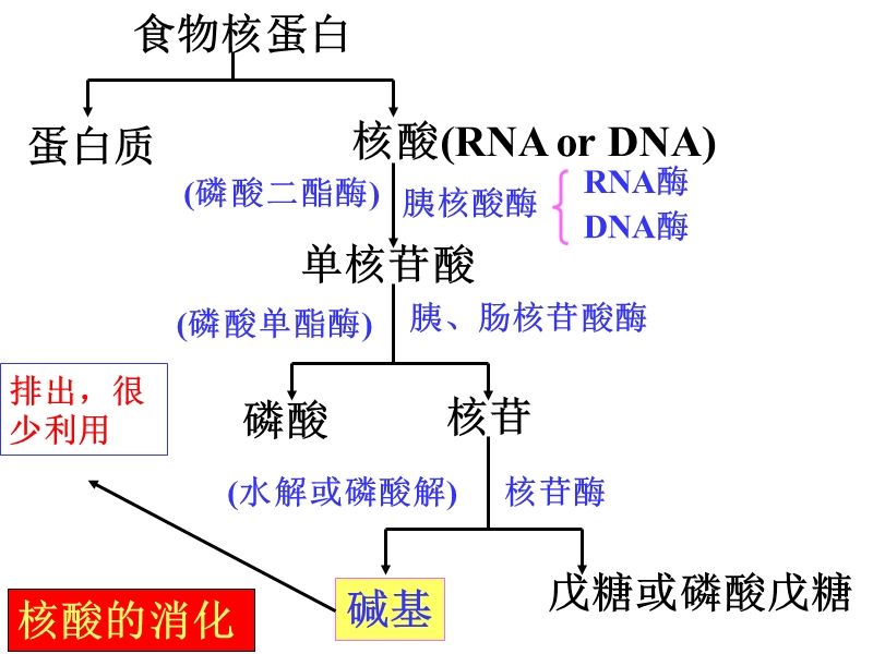 第九章核苷酸的代谢nucleotidemetabolism 79p.ppt_第3页