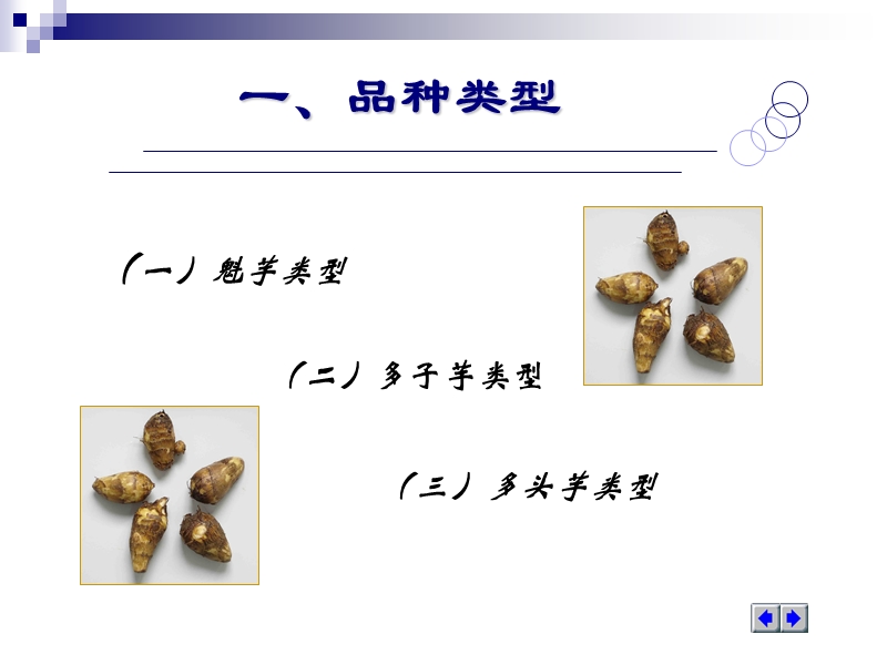 03第三节 芋头 精品.ppt_第3页