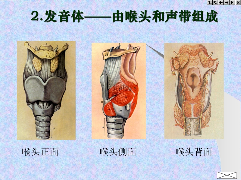 第三节发音一、发音器官 17页.ppt_第2页