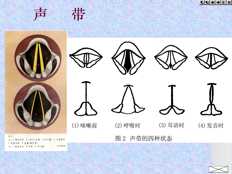 第三节发音一、发音器官 17页.ppt_第3页