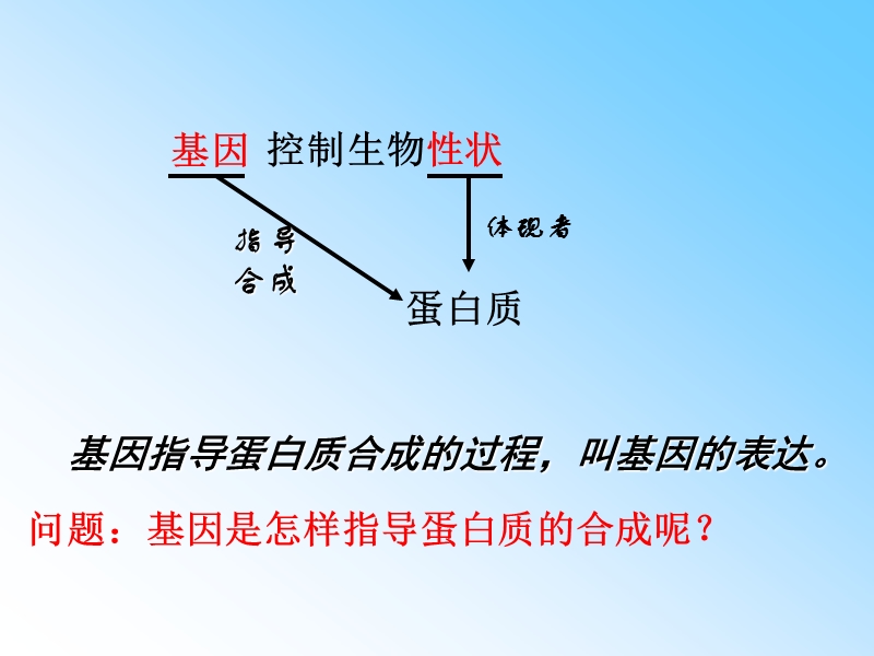 蛋白质的合成 王伟.ppt_第2页