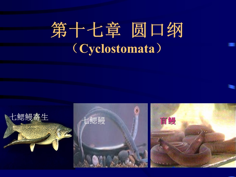 低等的无颌脊椎动物—圆口纲（cyclostomata） 七鳃鳗寄生.ppt_第1页