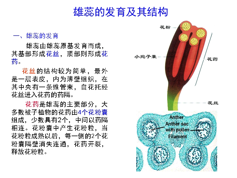 2014 2 雄蕊的发育及结构.ppt_第1页