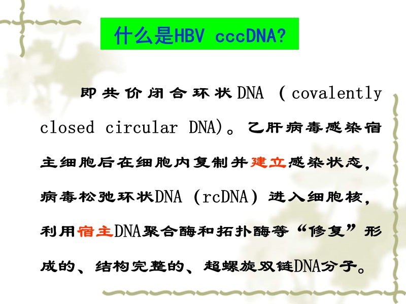 乙肝病毒cccdna检测.ppt_第3页