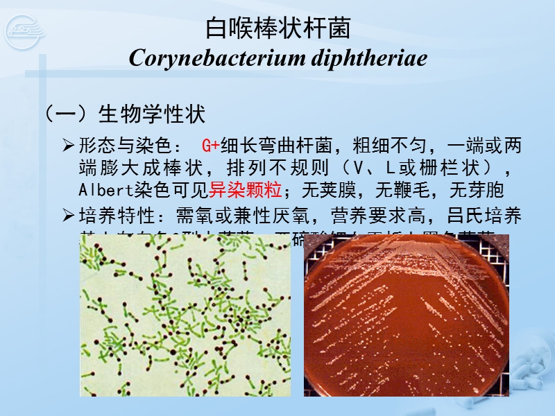 第14章 其他细菌[七年制].ppt_第2页