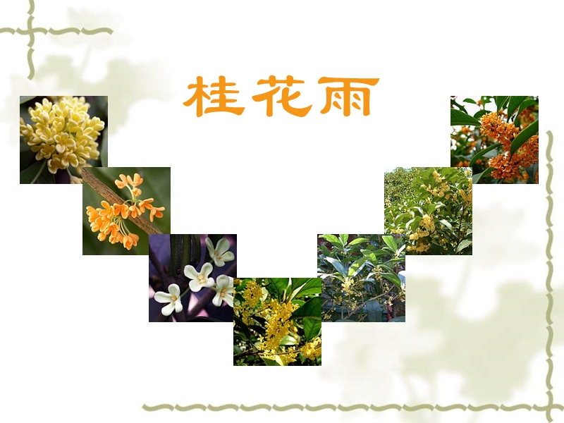 苏教版四年级上册语文《桂花雨》优质课课件PPT.ppt_第1页