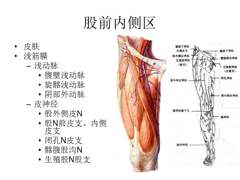 8股前内侧区.ppt_第1页