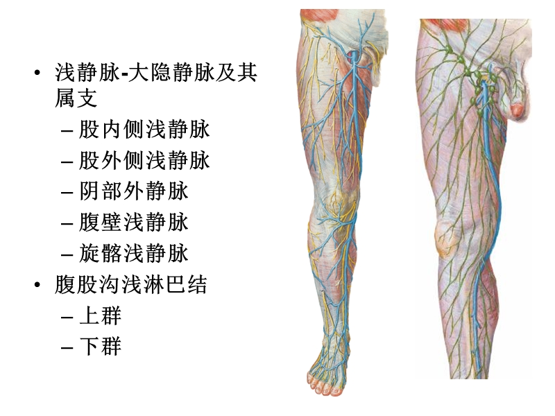 8股前内侧区.ppt_第2页