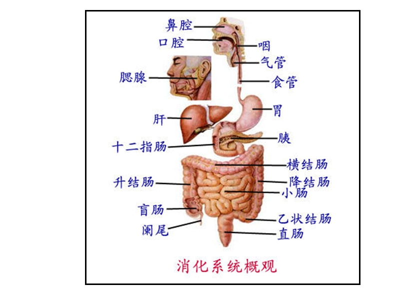 2011消化系统与泌尿.ppt_第1页