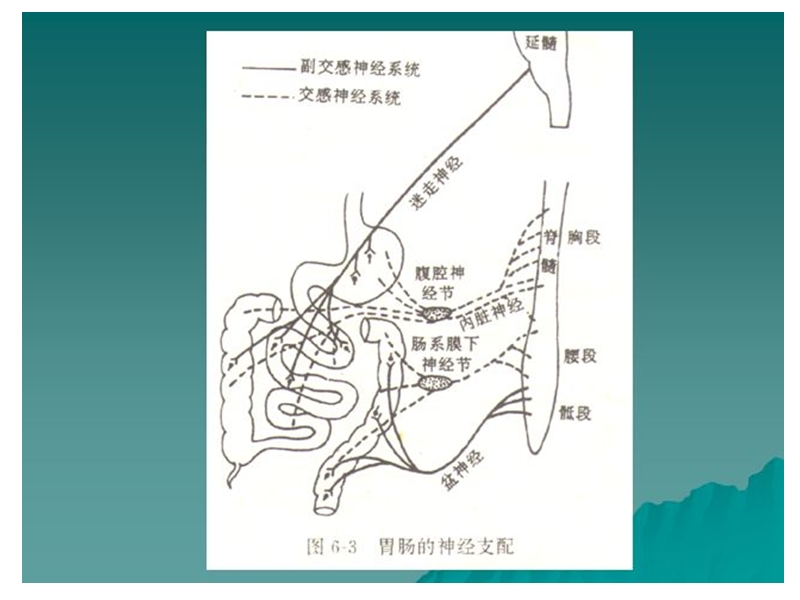 2011消化系统与泌尿.ppt_第3页