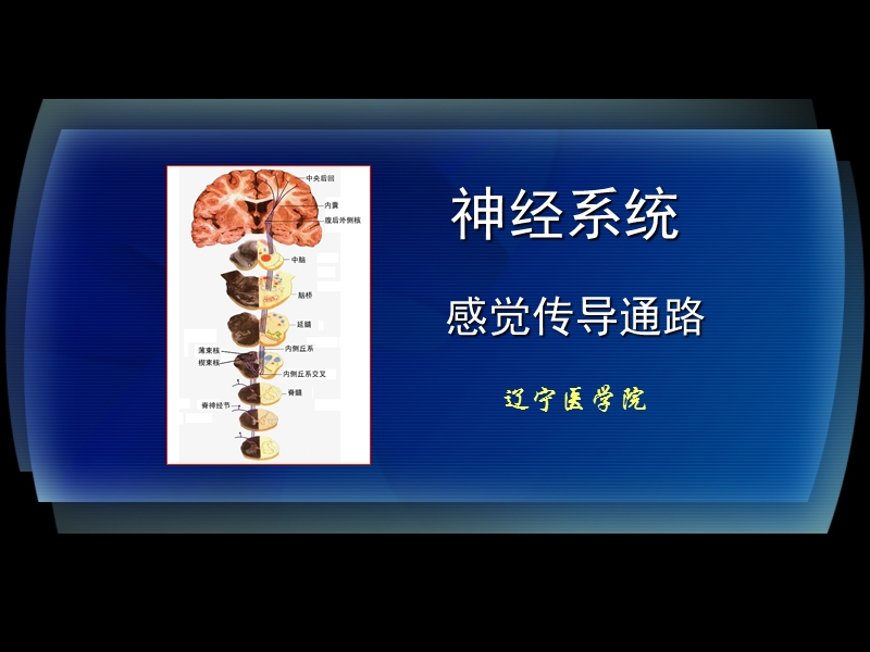 15-1感觉传导通路.ppt_第1页