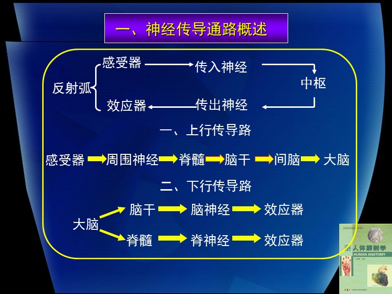 15-1感觉传导通路.ppt_第2页