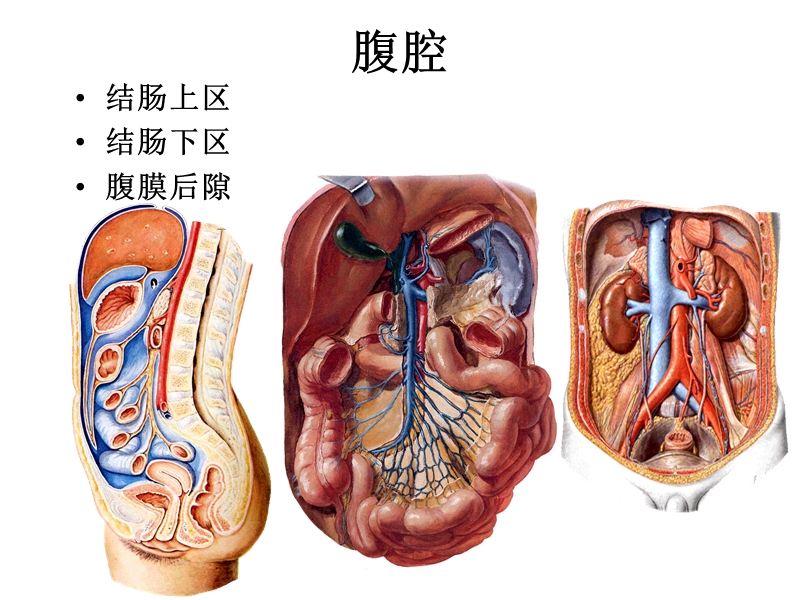 13结肠上区.ppt_第1页