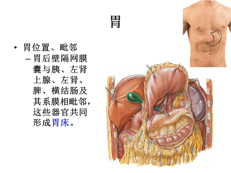 13结肠上区.ppt_第3页