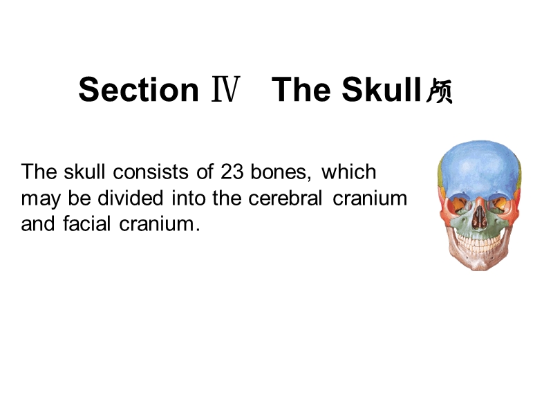 4.Skull颅.ppt_第1页