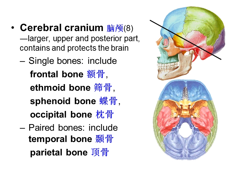 4.Skull颅.ppt_第2页