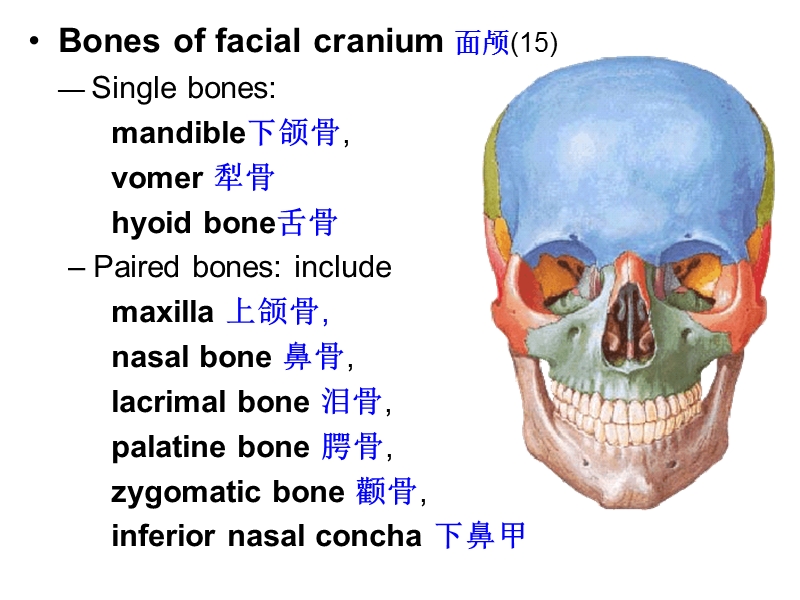 4.Skull颅.ppt_第3页