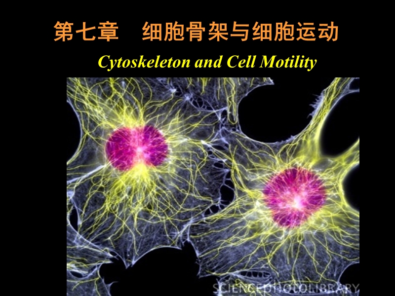 Cell6-七年制-细胞骨架.ppt_第1页