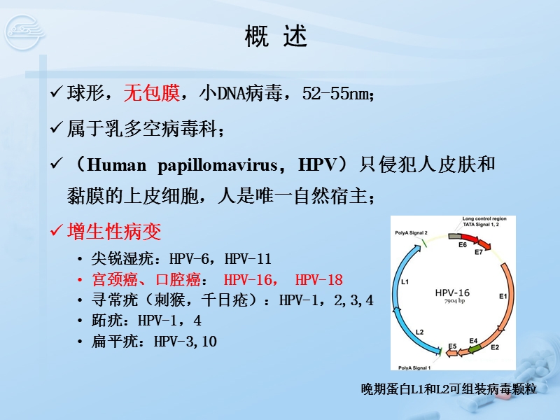 第29章 人乳头瘤病毒@[七年制].ppt_第2页