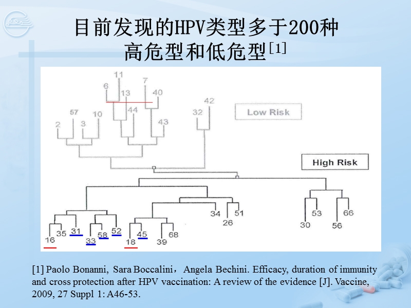 第29章 人乳头瘤病毒@[七年制].ppt_第3页