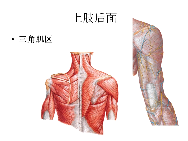 6上肢后面.ppt_第1页