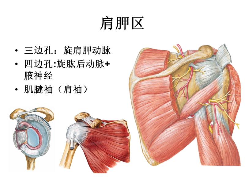 6上肢后面.ppt_第2页