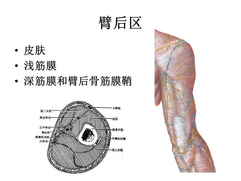 6上肢后面.ppt_第3页