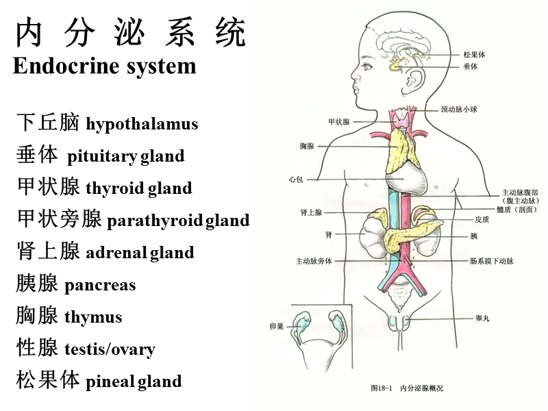 12内分泌系统1.ppt_第2页