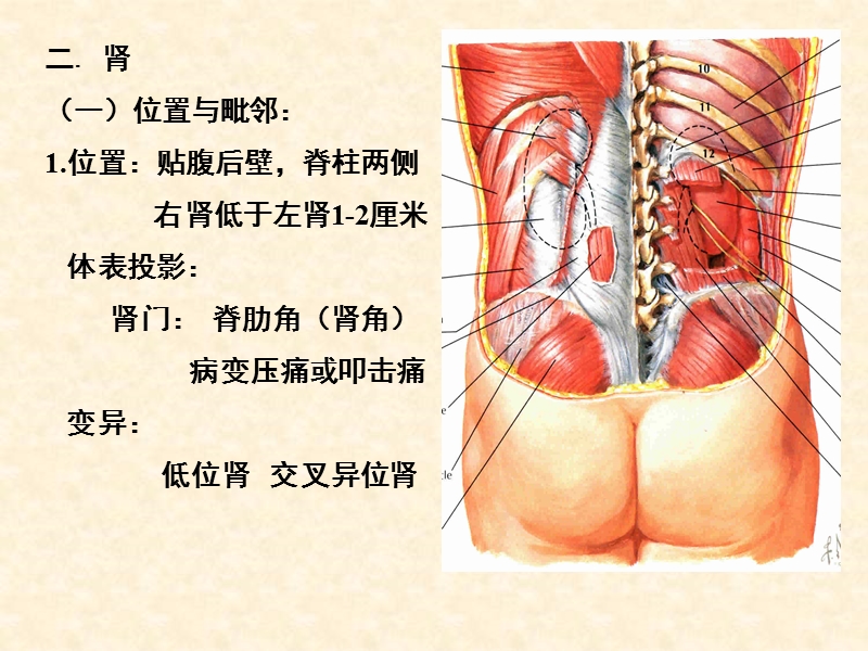 腹膜后间隙.ppt_第3页