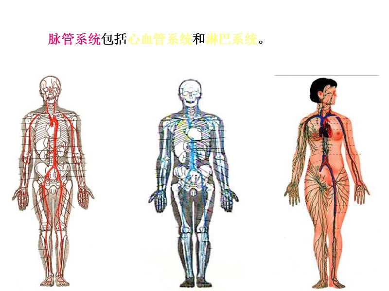 9心，头颈上肢动脉实验.ppt_第3页