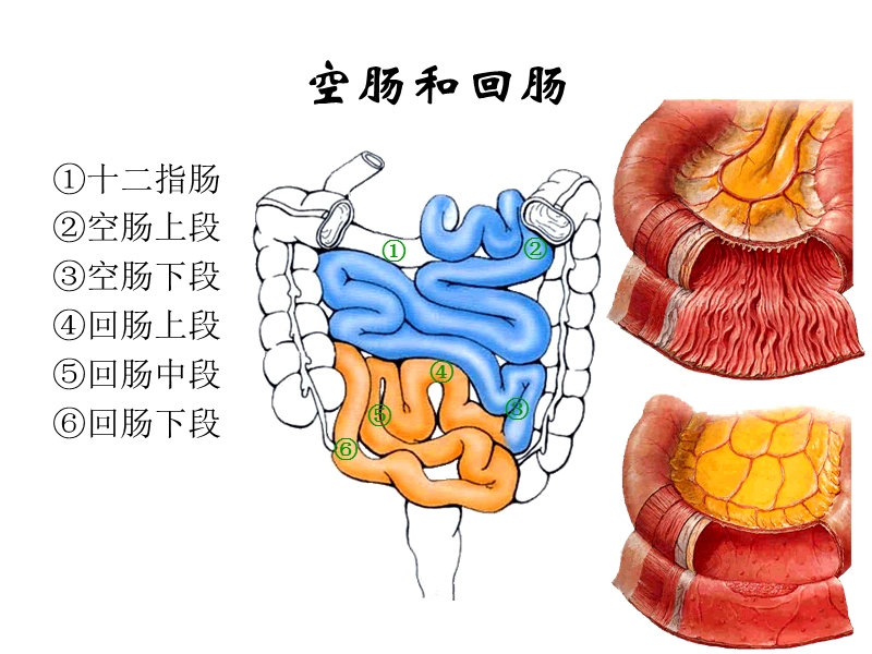 14结肠下区.ppt_第2页