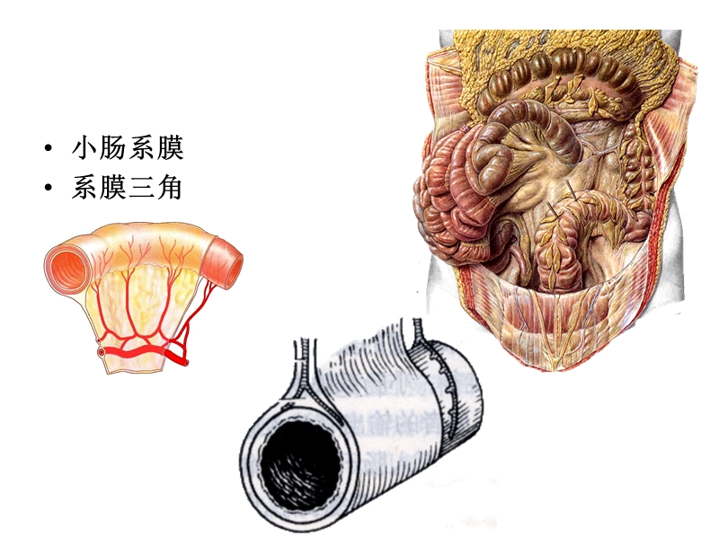 14结肠下区.ppt_第3页